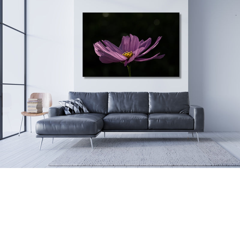 Nachtpurper