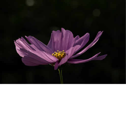Een paarse bloem in subtiel lichtspel, met fijne textuur en helder hart