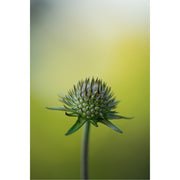 Een groene bloemknop in strakke symmetrie, scherp in detail en omhuld door zachte tinten