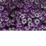Een bos bloemen in levendige kleurovergang, met fijne textuur en helder contrast 