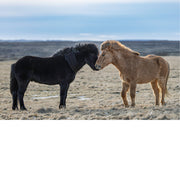 IJslandse paarden, knuffelig