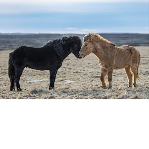IJslandse paarden, knuffelig