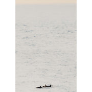 Just orka's 