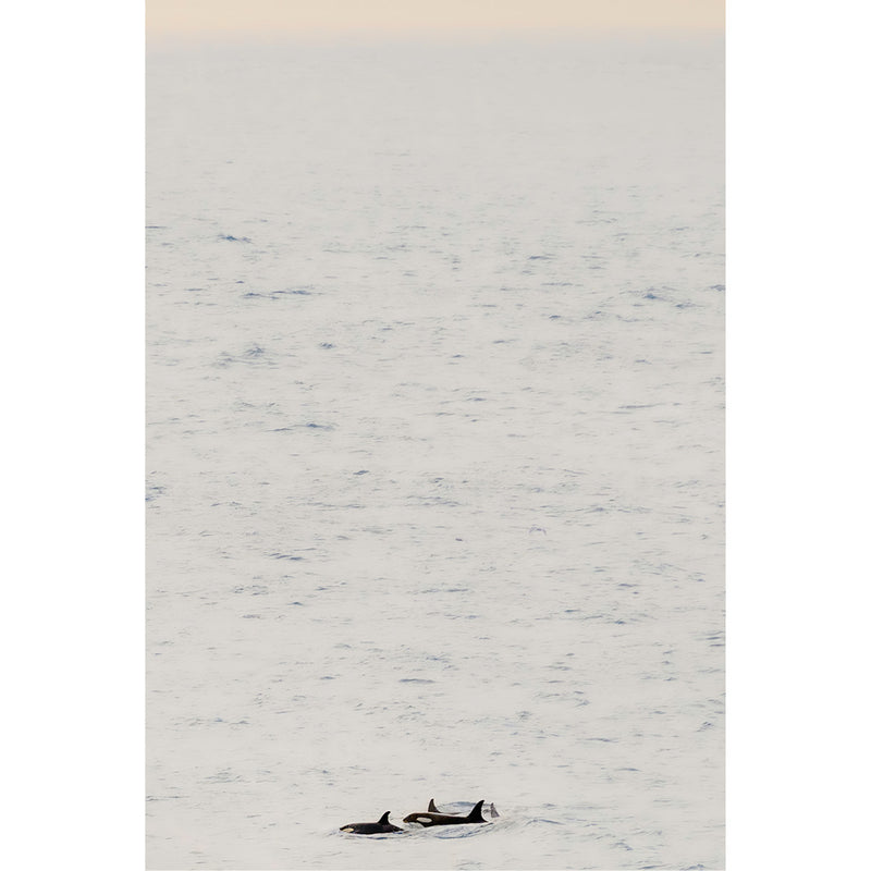 Just orka's 