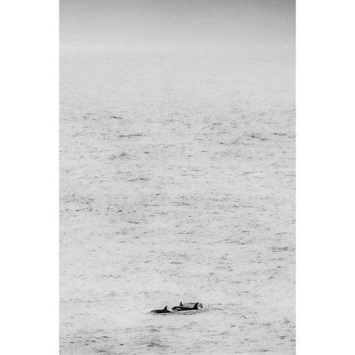 Just orka's 