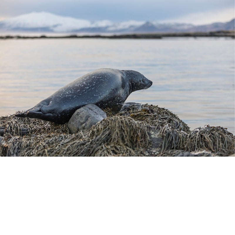 Zeehond