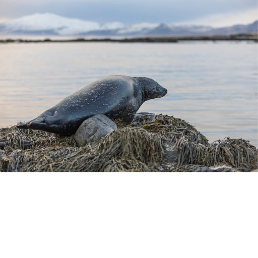 Zeehond