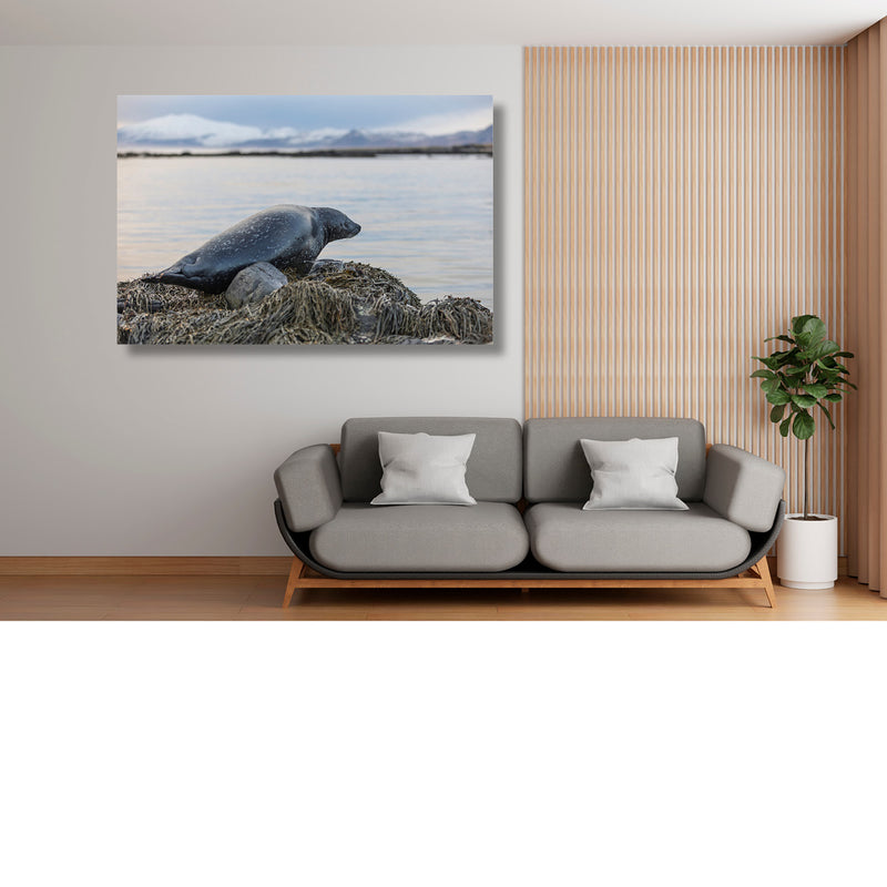 Zeehond