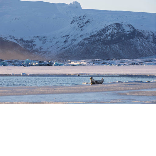 Gletsjer met zeehond