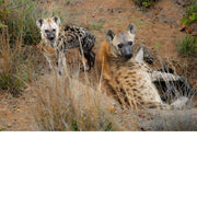Hyena, tante met welp bij nest