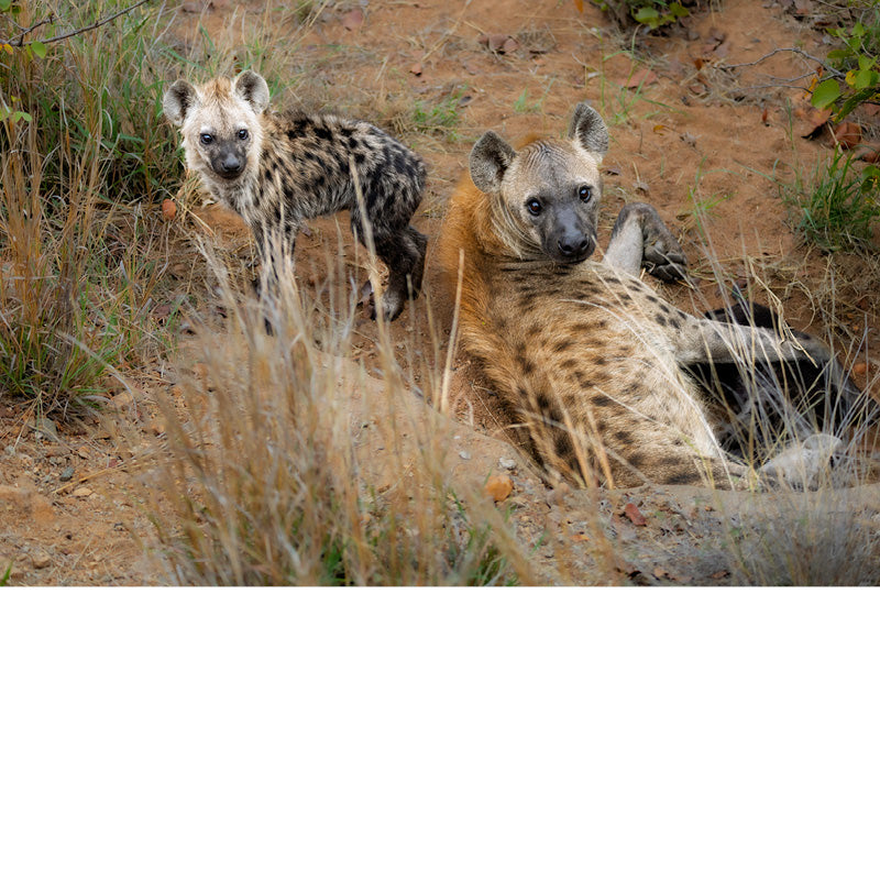 Hyena, tante met welp bij nest