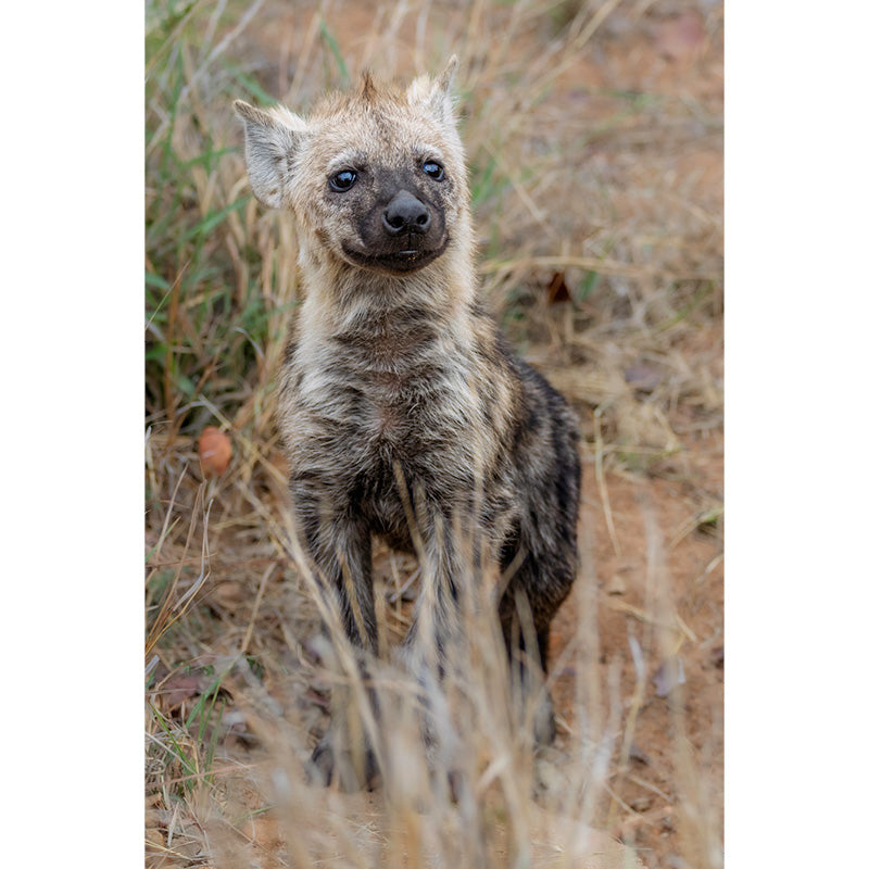 welp, hyena
