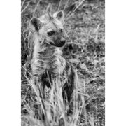 welp, hyena