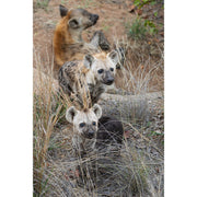 Hyena met 2 welpjes