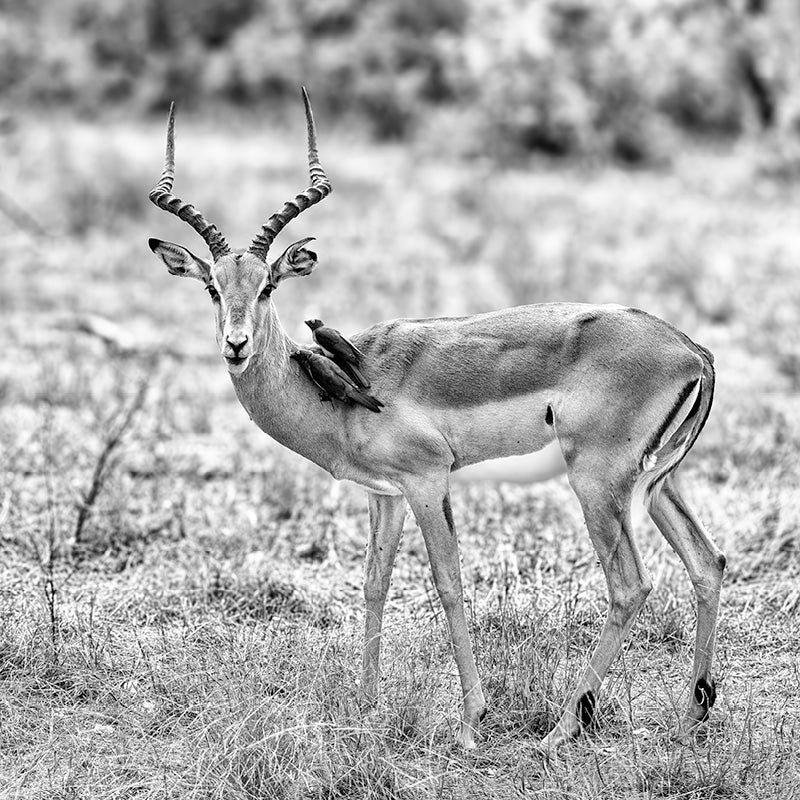 impala met 2 kleine vogels die hem schoon houden