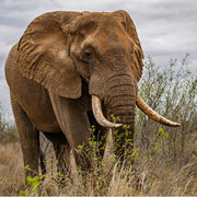 reusachtige olifant, close-up