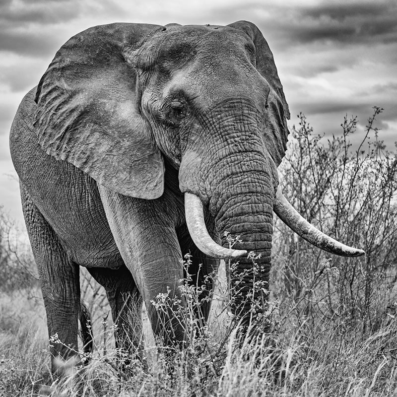reusachtige olifant, close-up