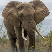 reusachtige olifant, close-up