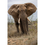 reusachtige olifant, close-up