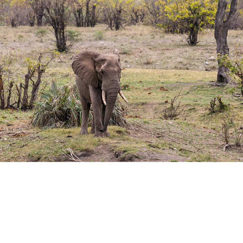 baby olifant alleen op stap, Zuid-Afrika