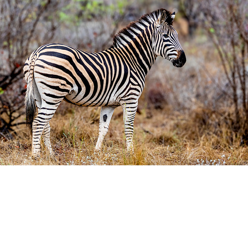 zebra, Zuid-Afrika