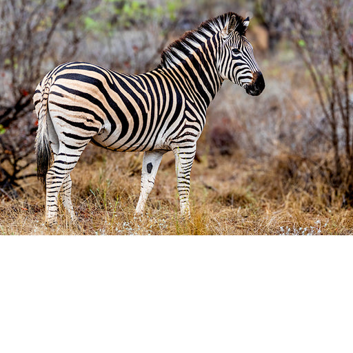zebra, Zuid-Afrika