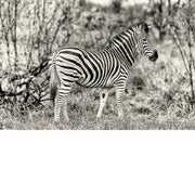 zebra, Zuid-Afrika