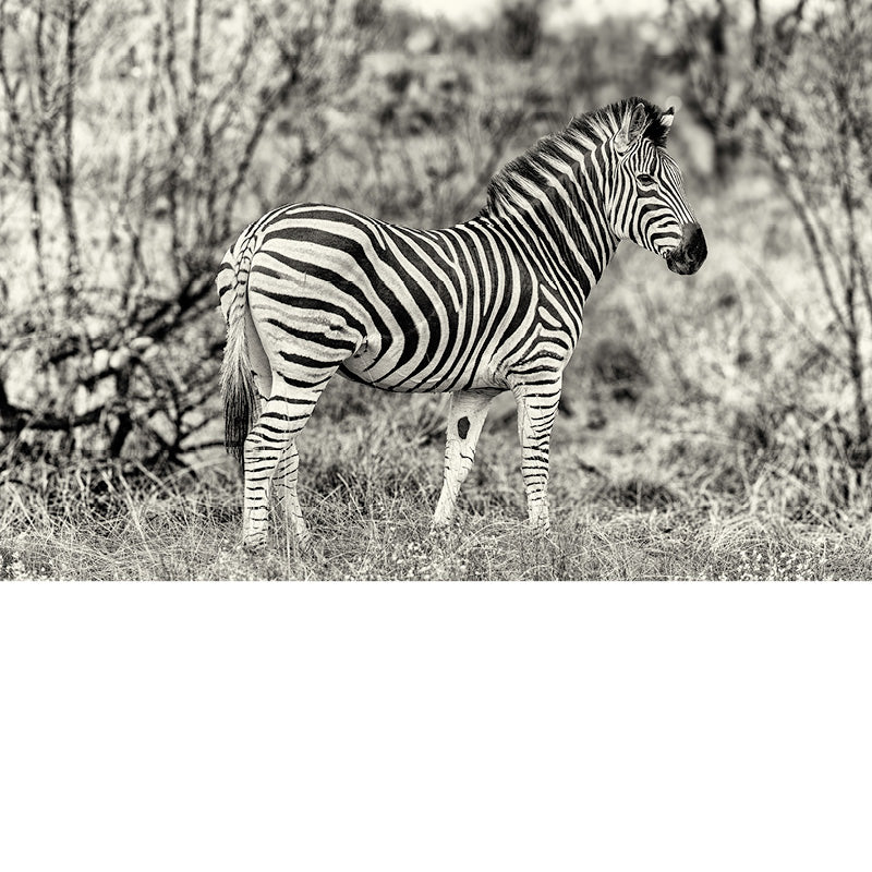 zebra, Zuid-Afrika