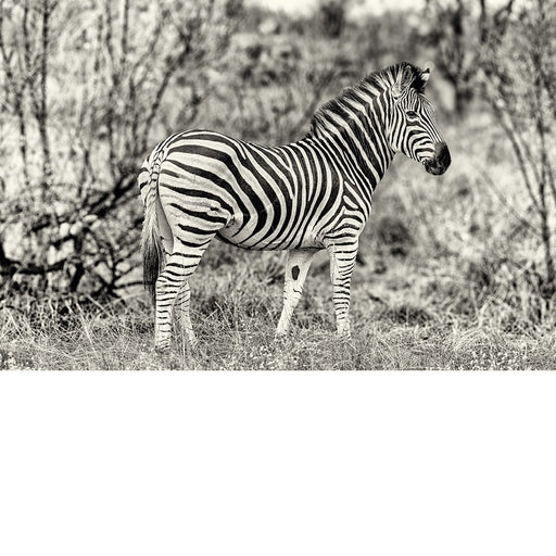 zebra, Zuid-Afrika