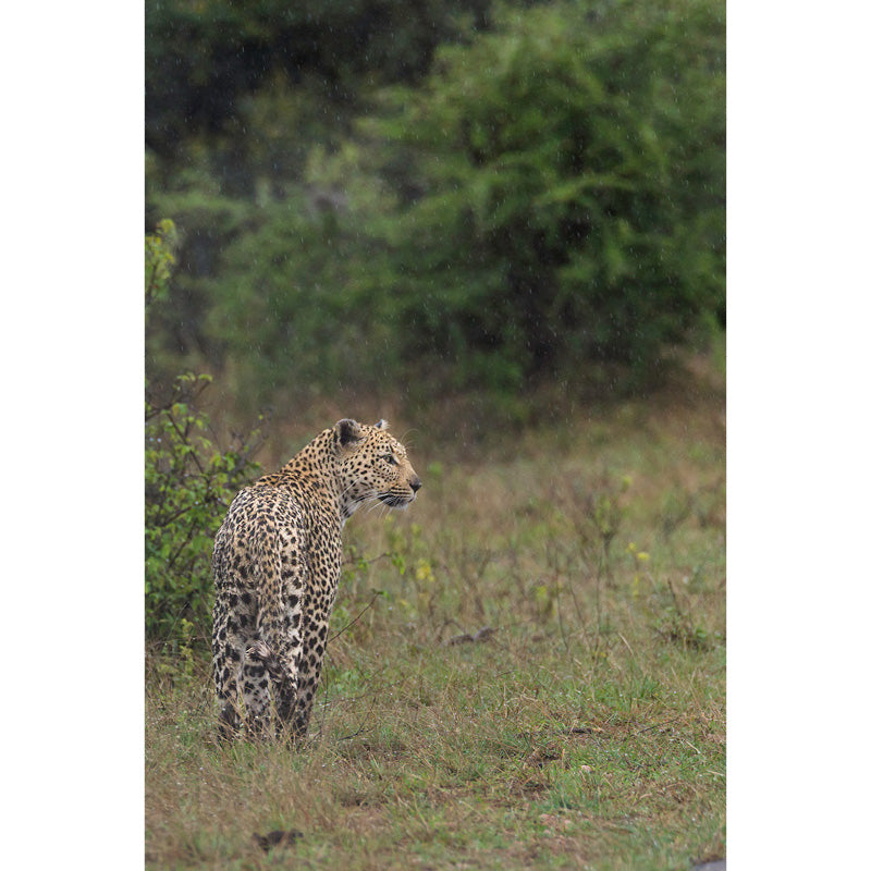 zebra's Zuid-Afrika