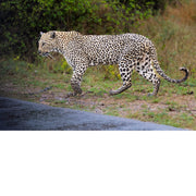 Jaguar in de regen