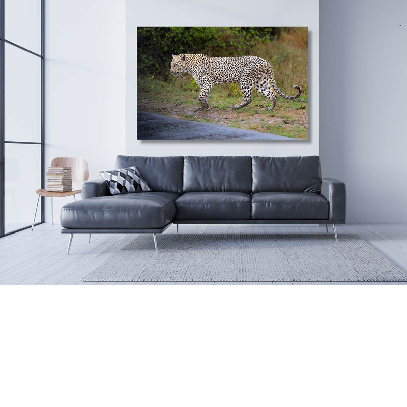 Jaguar in de regen