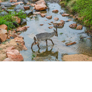 Koe doe steekt rivier over