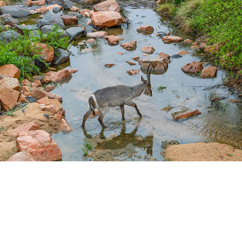 Koe doe steekt rivier over
