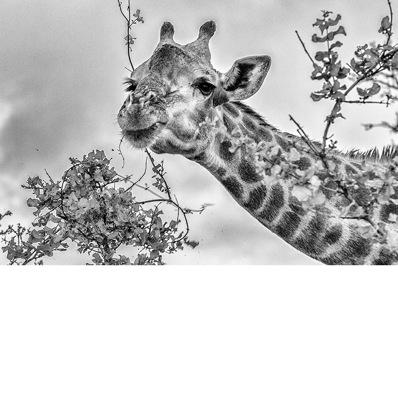 Giraffe eet van de blaadjes
