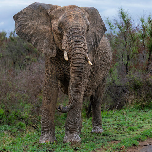 Puber olifant, Zuid Afrika