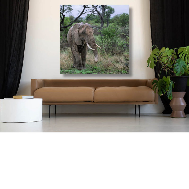 Baby olifant
