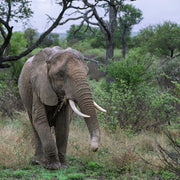Baby olifant geniet van zijn maaltijd