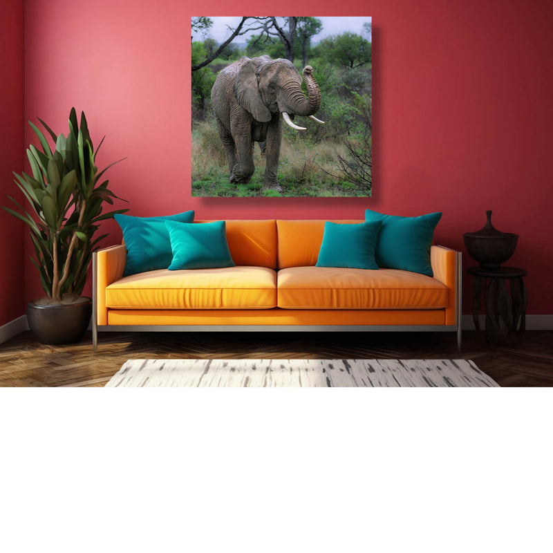 Baby olifant