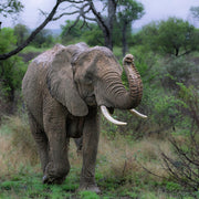 Baby olifant krult zijn slurf, Zuid-Afrika