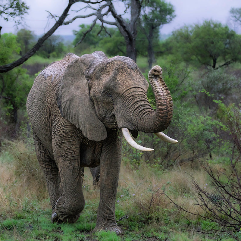 Baby olifant krult zijn slurf, Zuid-Afrika