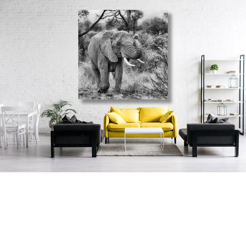 Baby olifant (Zwart-wit)
