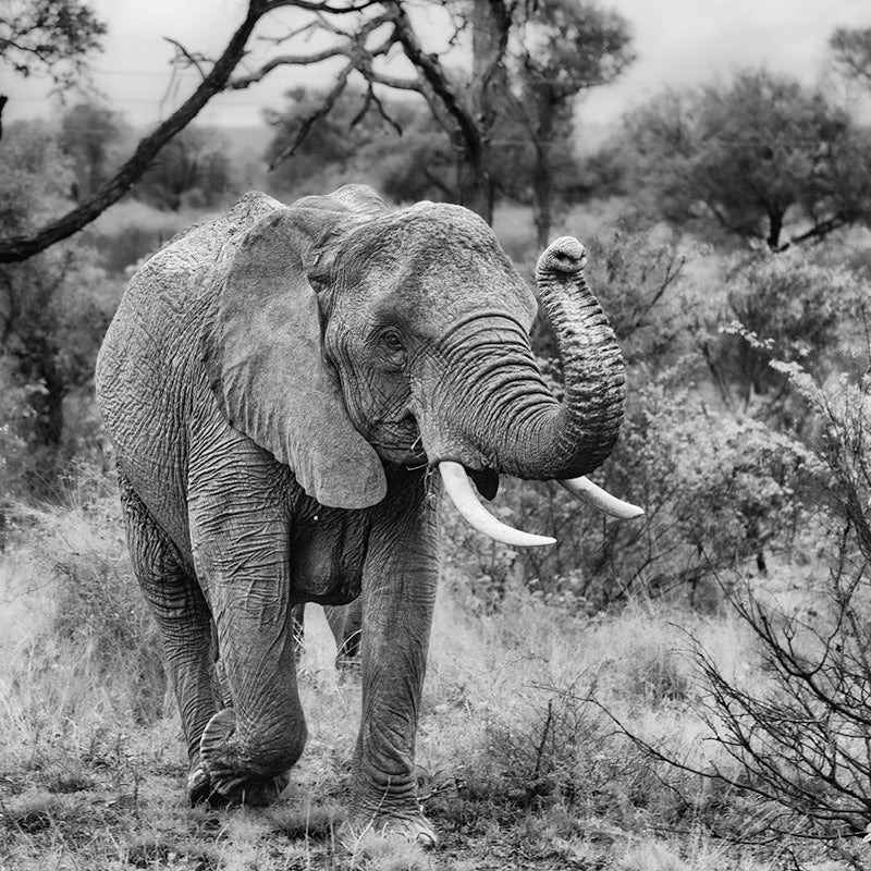 Baby olfant krult zijn slurf, Zuid-Afrika