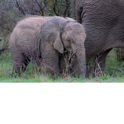 baby olifant, naast de poot van mama