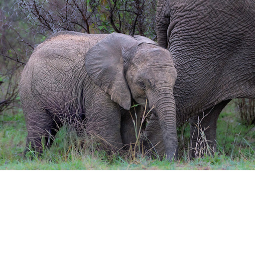 baby olifant, naast de poot van mama