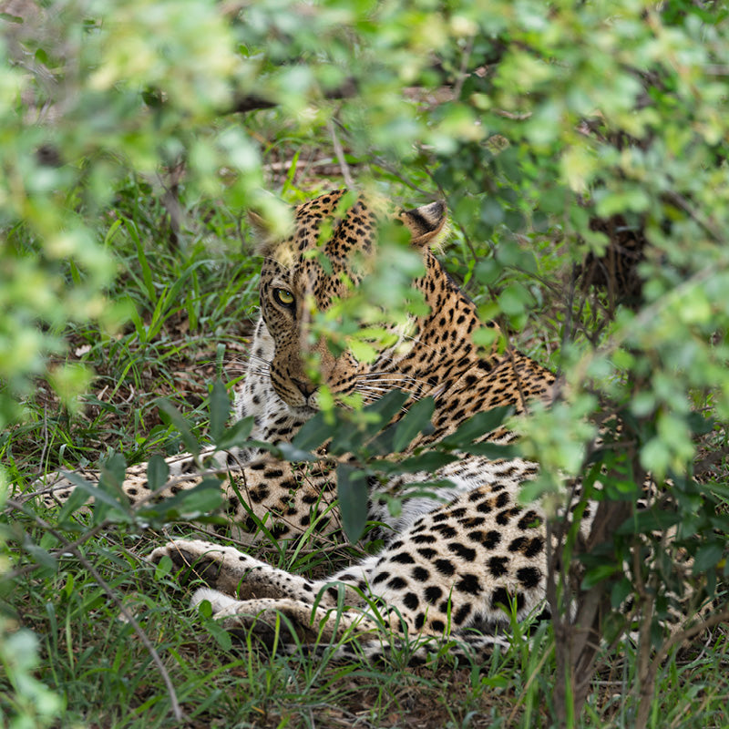 jaguar verstopt in het groen