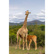 babygiraffe drinkt bij mama