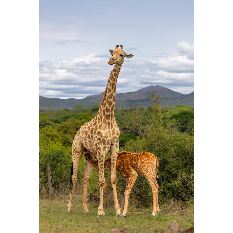 babygiraffe drinkt bij mama