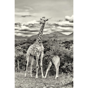 babygiraffe drinkt bij mama