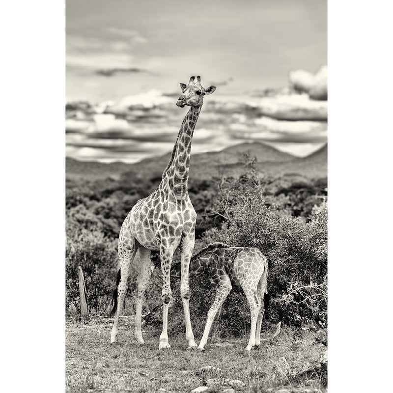 babygiraffe drinkt bij mama